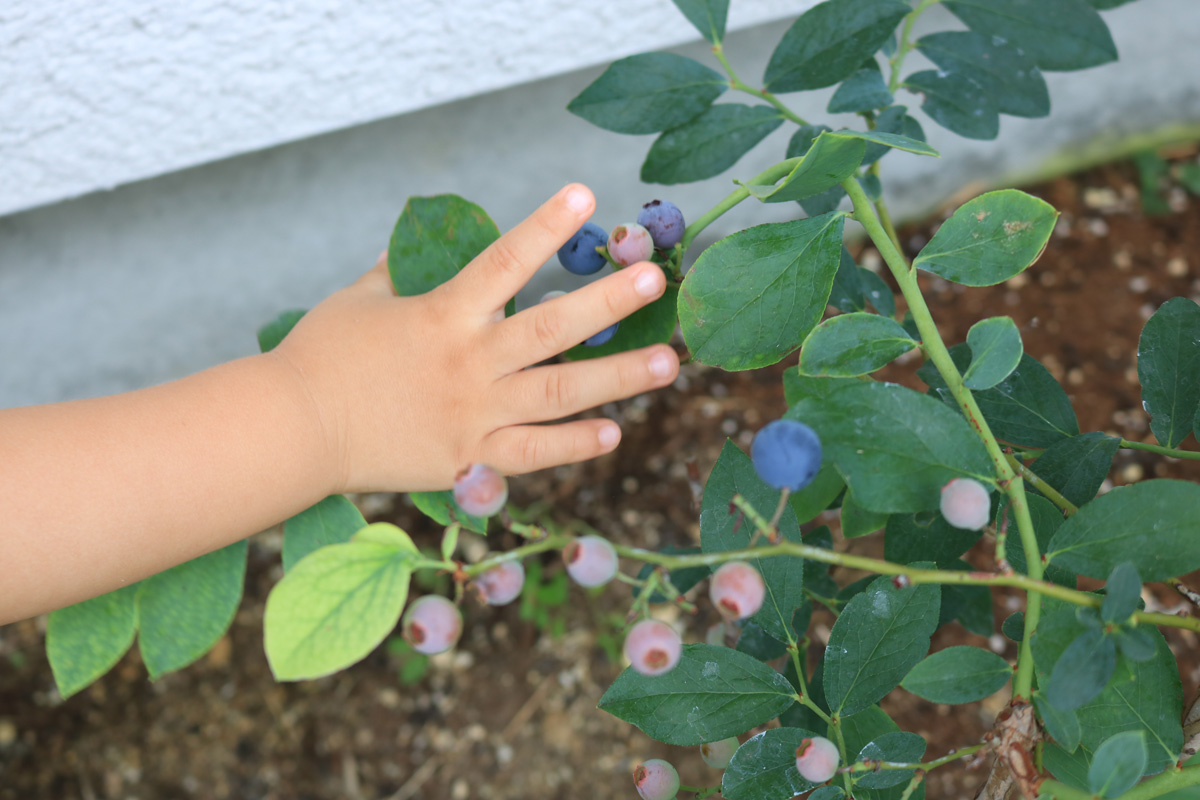 ブルーベリーを毎朝見に行く子供たち 庭と暮らし えん造園舎